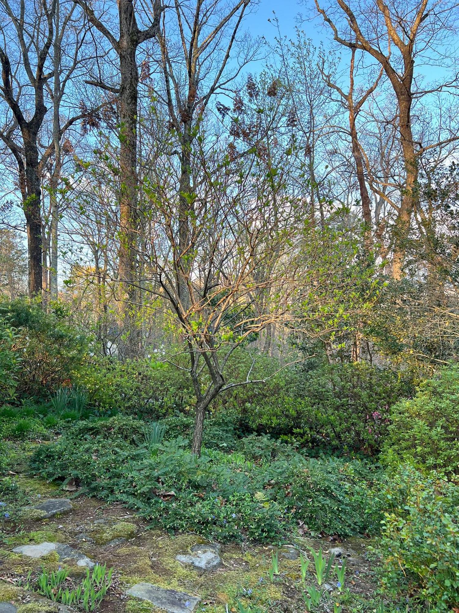 Studio Guest Suite In Forest Cottage Tryon Εξωτερικό φωτογραφία