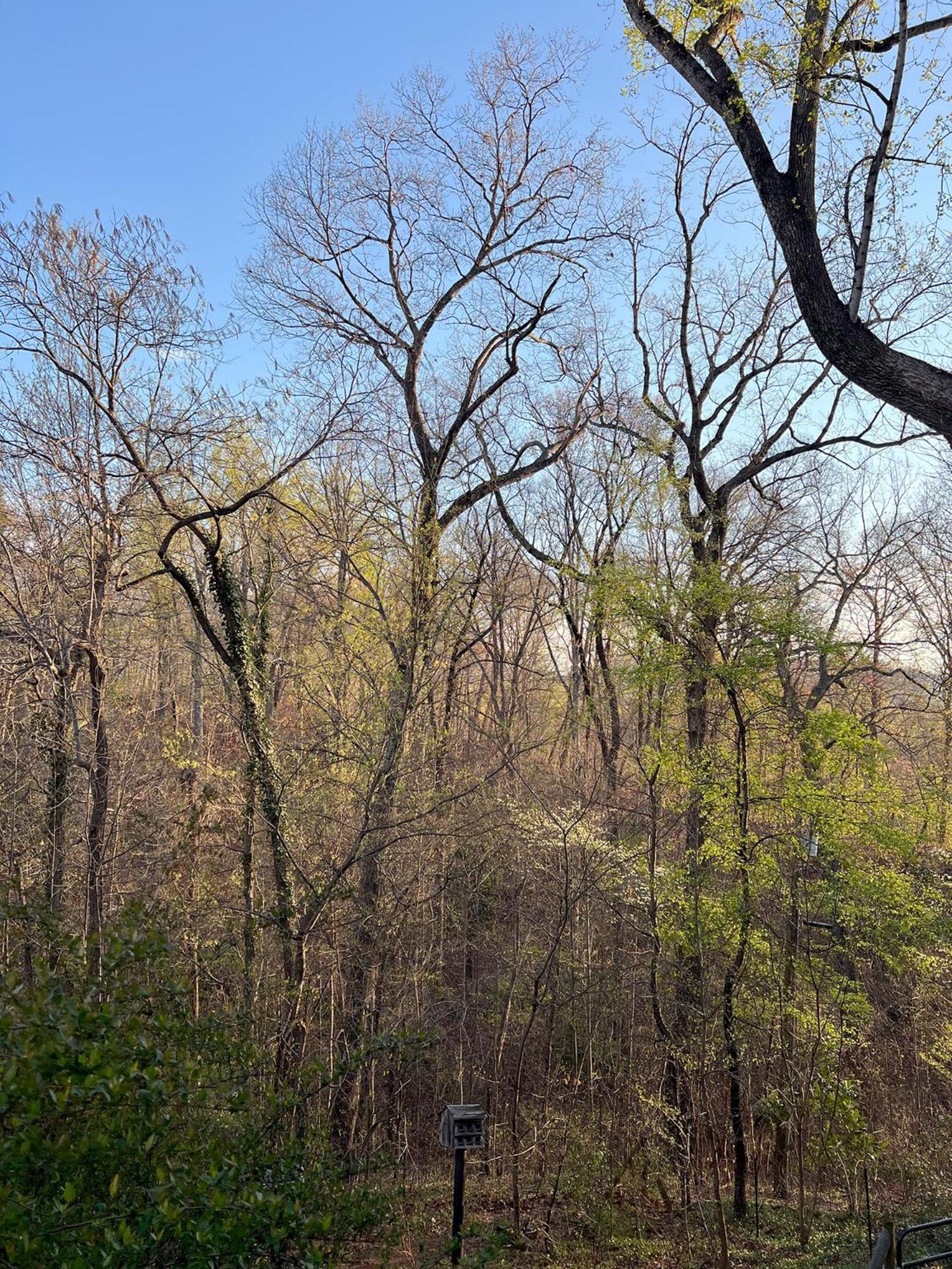 Studio Guest Suite In Forest Cottage Tryon Εξωτερικό φωτογραφία